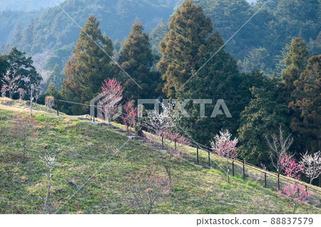 東京青梅市梅公園 東京青梅市梅公園 88837579