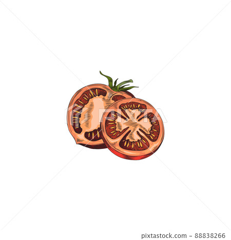 Hand drawn dissected red tomatoes, vector illustration Hand drawn dissected red tomatoes, vector illustration 88838266