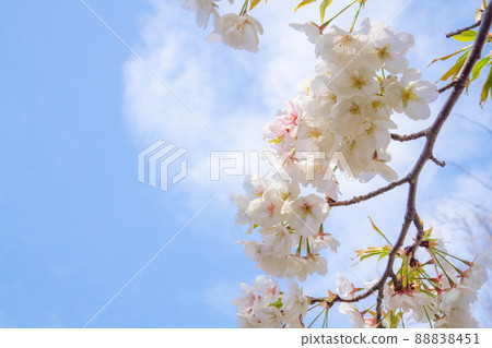 Shimei Yoshino caught in the blue sky 88838451