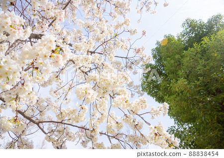 Yoshino cherry tree Yoshino cherry tree 88838454