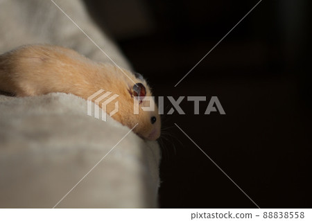 A golden hamster looking down A golden hamster looking down 88838558