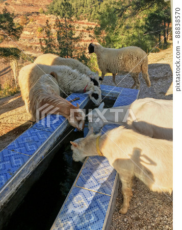 Goats and sheeps drinking water 88838570