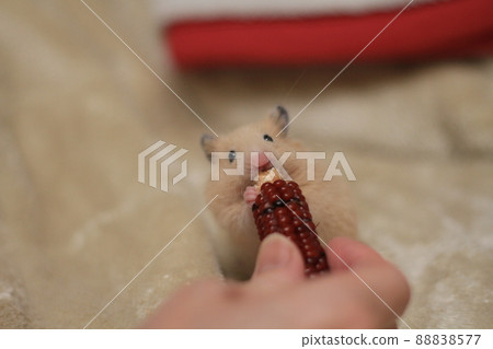 咬錐體的金黃倉鼠 88838577