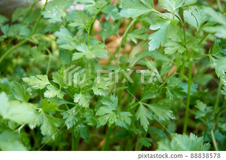 Fresh and organic parsley in near plan 88838578