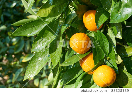 Fresh and organic tangerines with green leaves 88838589