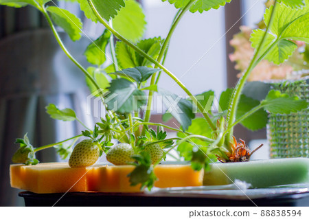 Immature hydroponic strawberries before coloring Immature hydroponic strawberries before coloring 88838594