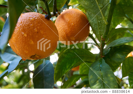 Fresh and organic oranges and leaves Fresh and organic oranges and leaves 88838614