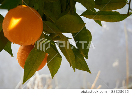 Fresh and organic oranges and leaves 88838625