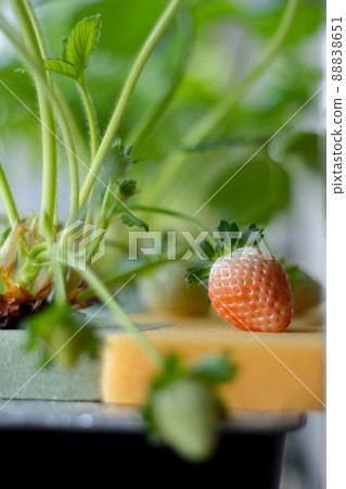 Colored hydroponic strawberries Colored hydroponic strawberries 88838651