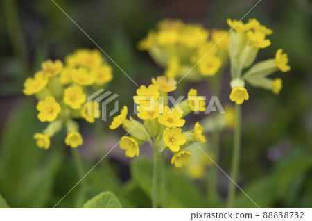 Primula Belis Primula Belis 88838732