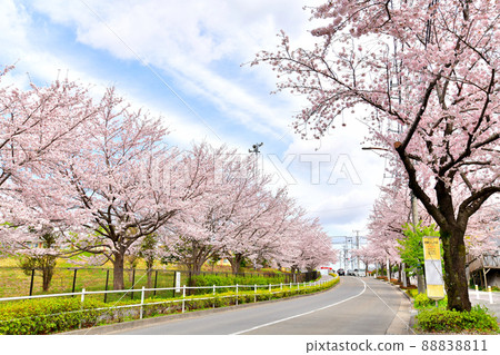 Koyama Babadori (Machida, Tokyo) [2022.4] 88838811