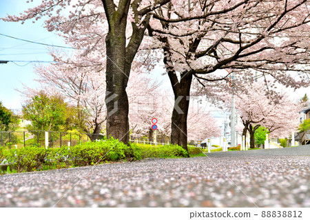 Koyama Babadori (Machida, Tokyo) [2022.4] 88838812