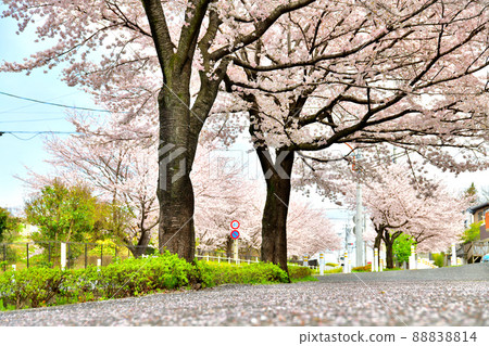 Koyama Babadori（東京都町田）[2022.4] 88838814