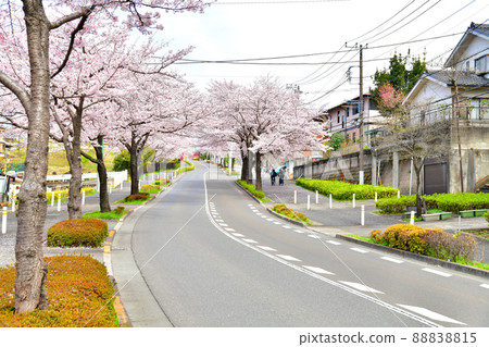 Koyama Babadori（東京都町田）[2022.4] 88838815