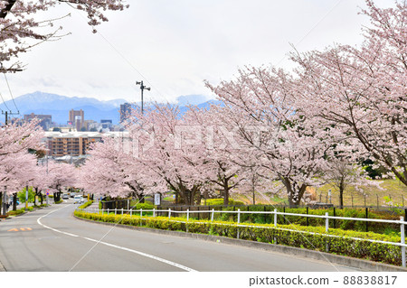 Koyama Babadori (Machida, Tokyo) [2022.4] 88838817
