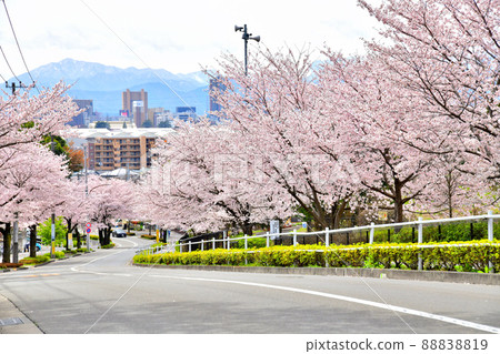 Koyama Babadori (Machida, Tokyo) [2022.4] 88838819