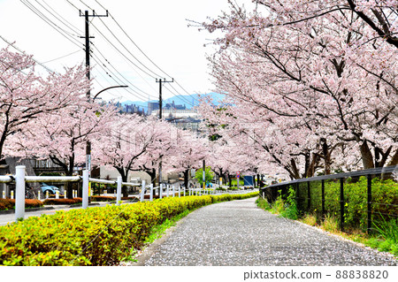 Koyama Babadori (Machida, Tokyo) [2022.4] 88838820
