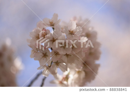 櫻花0060 88838841