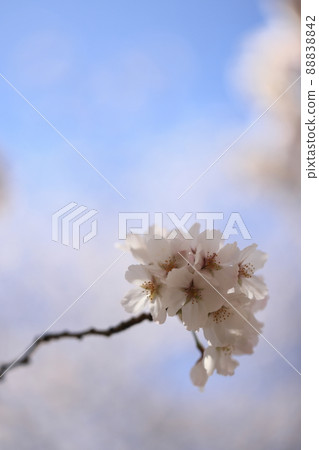 櫻花0061 88838842