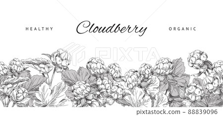 Cloudberry healthy and organic plant banner, sketch vector illustration on white background. 88839096