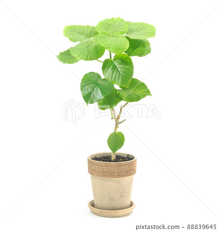 觀葉植物盆栽，榕樹 [白色背景] 88839645