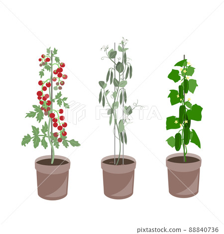 Homegrown Vegetables Set. Cucumber, Tomato, and Green pea plant in a containers. Organic vegetables in flower pots. Vector collection isolated on white. Homegrown Vegetables Set. Cucumber, Tomato, and Green pea plant in a containers. Organic vegetables in flower pots. Vector collection isolated on white. 88840736