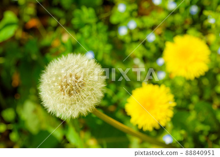 蒲公英的絨毛 88840951