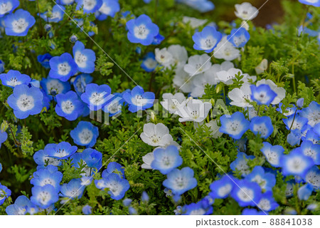 Nemophila 88841038
