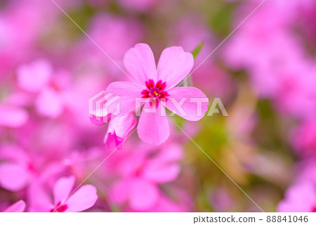 Shibazakura 88841046