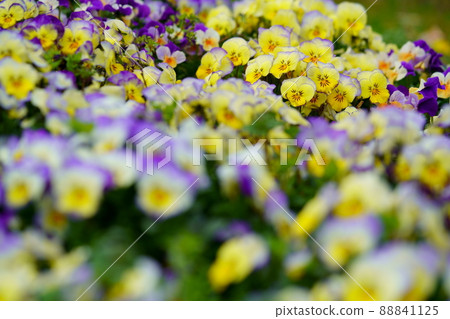 Viola's flower bed Viola's flower bed 88841125