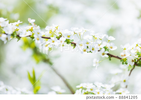 Cute spiraea 88841205