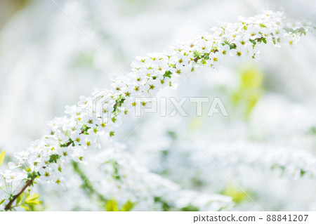 可愛的繡線菊 88841207