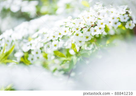 Cute spiraea Cute spiraea 88841210