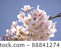 Cherry blossom petals 88841274