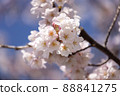 From Sakura Petals 88841275