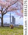 Urban cherry blossoms and dog Dax 88841276