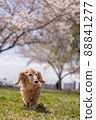 Sakura and dog vertical dax 88841277