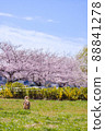 Sakura and dog running Dax widespread 88841278