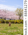 Sakura and dog running Dax 88841279