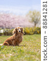 Sakura and Dachshund Spring Urara 88841281