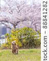 Dax up running with cherry blossoms in the background 88841282