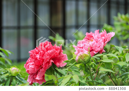 A peony in full bloom at Sekko-ji Temple A peony in full bloom at Sekko-ji Temple 88841308