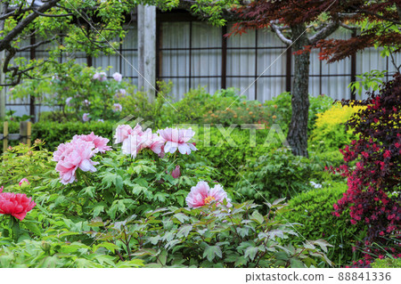 A peony in full bloom at Sekko-ji Temple 88841336