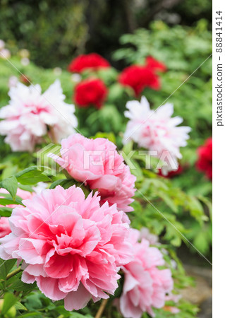 A peony in full bloom at Sekko-ji Temple A peony in full bloom at Sekko-ji Temple 88841414