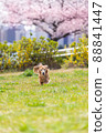 Sakura and miniature dachshund 88841447