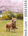 Sakura and miniature dachshund 88841454