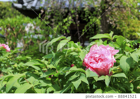 修光寺盛開的牡丹 88841521