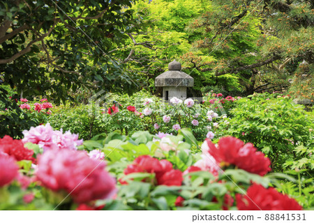 A peony in full bloom at Sekko-ji Temple 88841531