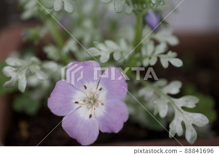 Nemophila 白金系列白金薰衣草花葉特寫 Nemophila 白金系列白金薰衣草花葉特寫 88841696