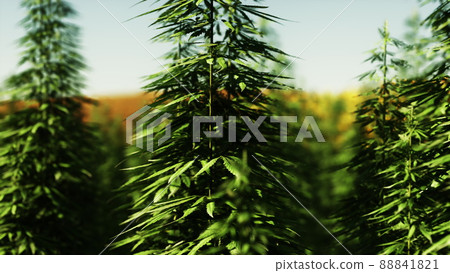 green canabis on marihuana field farm green canabis on marihuana field farm 88841821